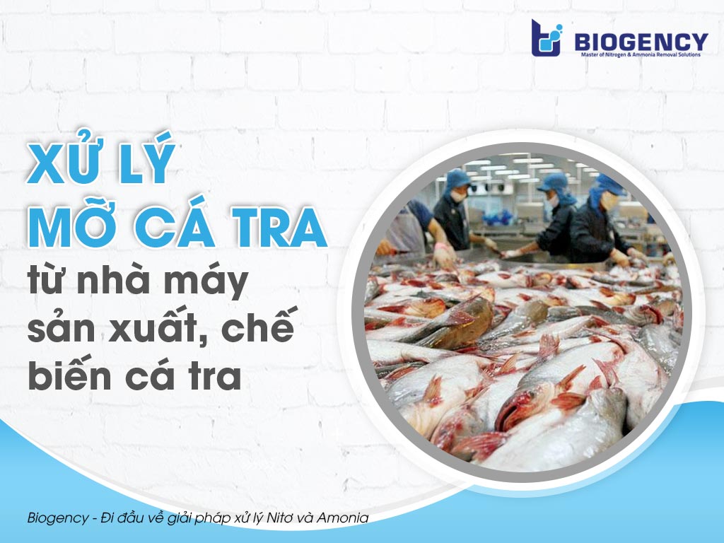 Xử lý mỡ cá tra từ nhà máy sản xuất, chế biến cá tra