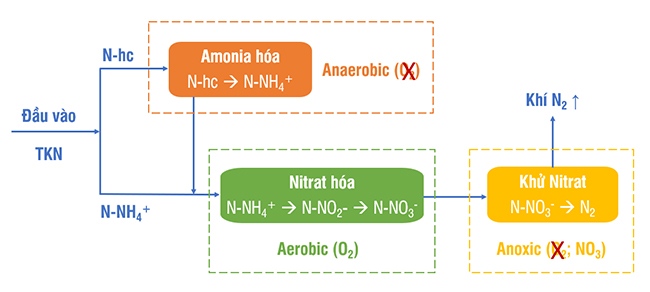 Cải thiện hiệu suất Nitrat hóa và khử Nitrat tại bể sinh học