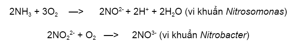 Quá trình Nitrit hóa: