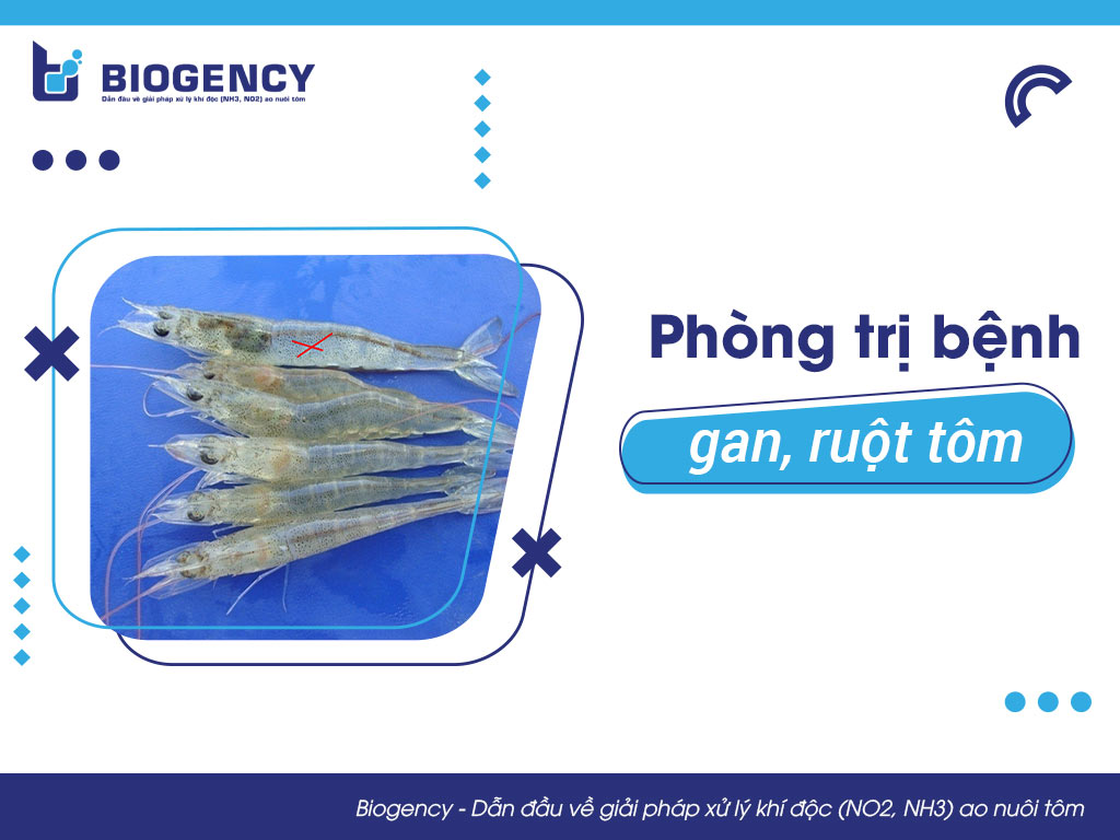 Phòng trị bệnh gan, ruột tôm