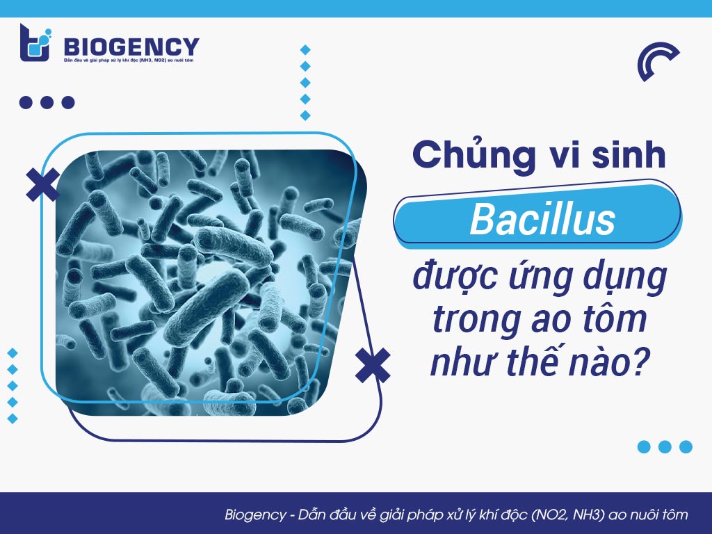 Chủng vi sinh Bacillus được ứng dụng trong ao tôm như thế nào?