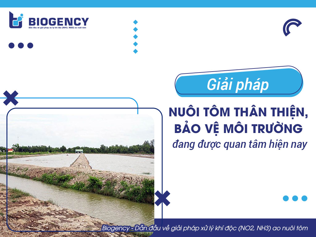 Giải pháp nuôi tôm thân thiện, bảo vệ môi trường đang được quan tâm hiện nay