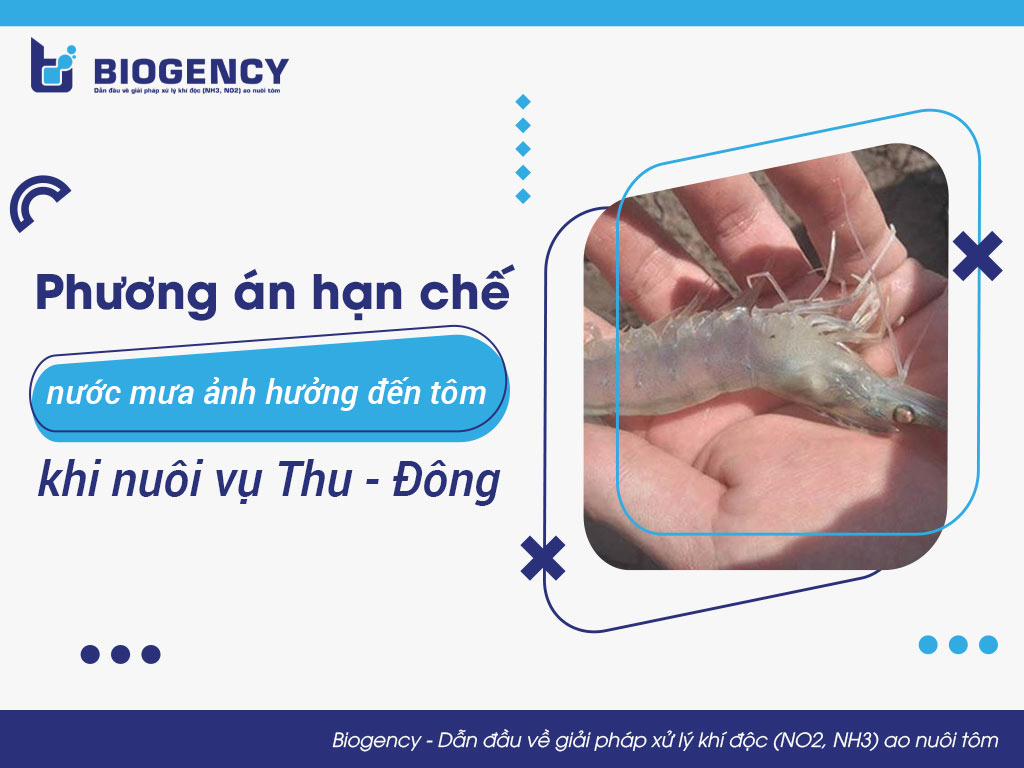 Phương án hạn chế nước mưa ảnh hưởng đến tôm khi nuôi vụ Thu - Đông