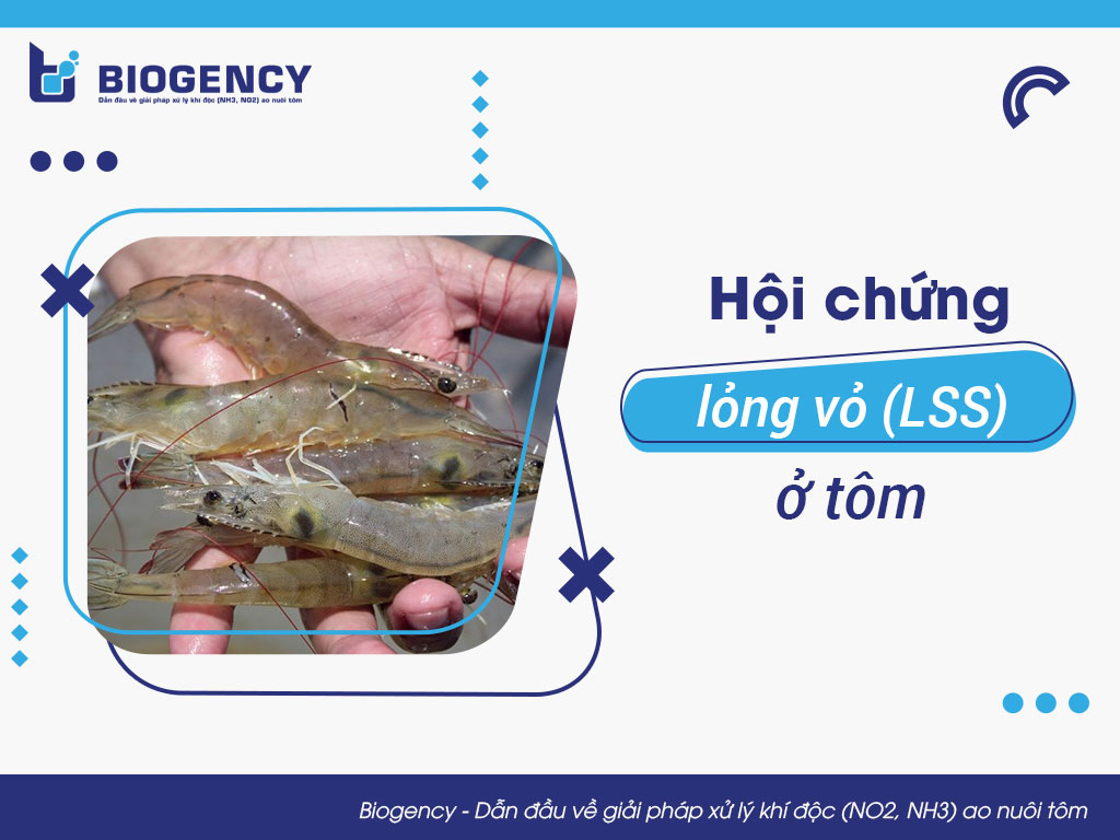 Hội chứng lỏng vỏ (LSS) ở tôm