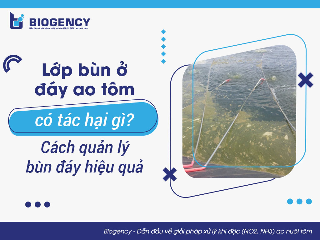 Lớp bùn ở đáy ao tôm có tác hại gì? Cách quản lý bùn đáy hiệu quả