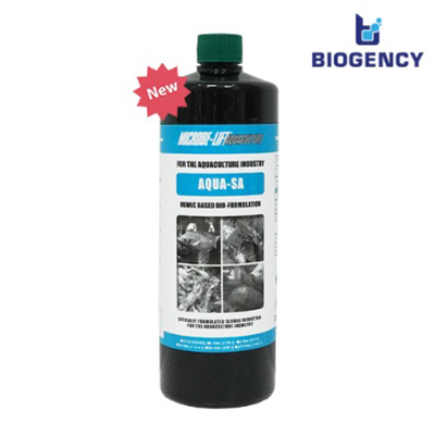 Chủng vi sinh Bacillus được ứng dụng trong ao tôm như thế nào?