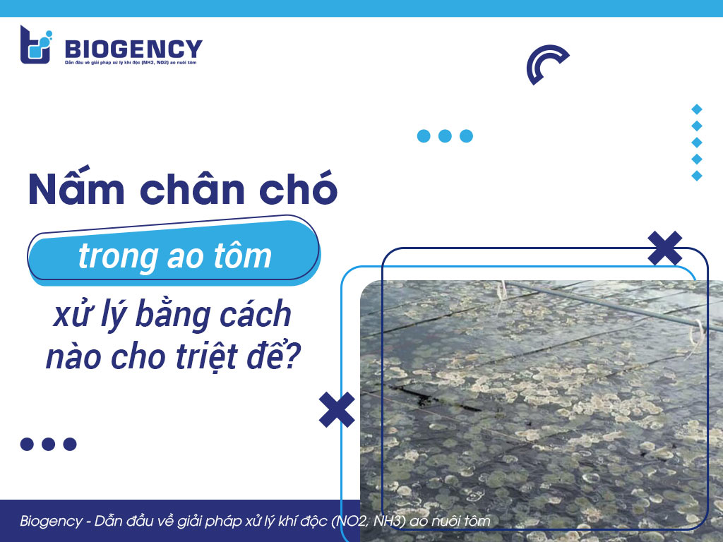 Nấm chân chó trong ao tôm xử lý bằng cách nào cho triệt để?