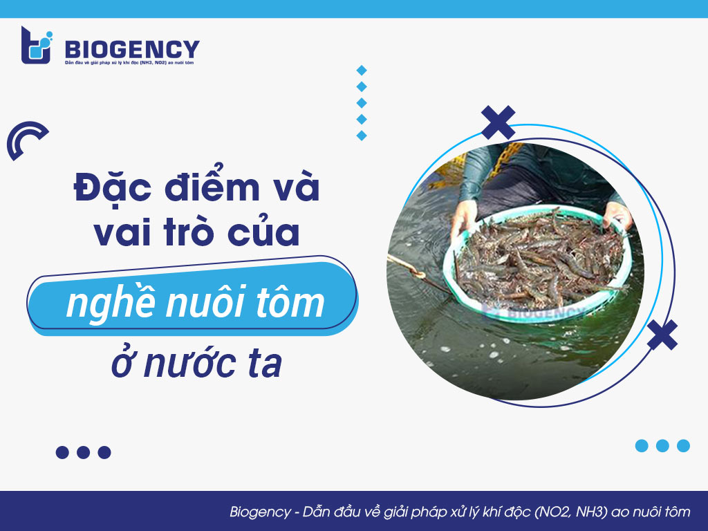 Đặc điểm và vai trò của nghề nuôi tôm ở nước ta