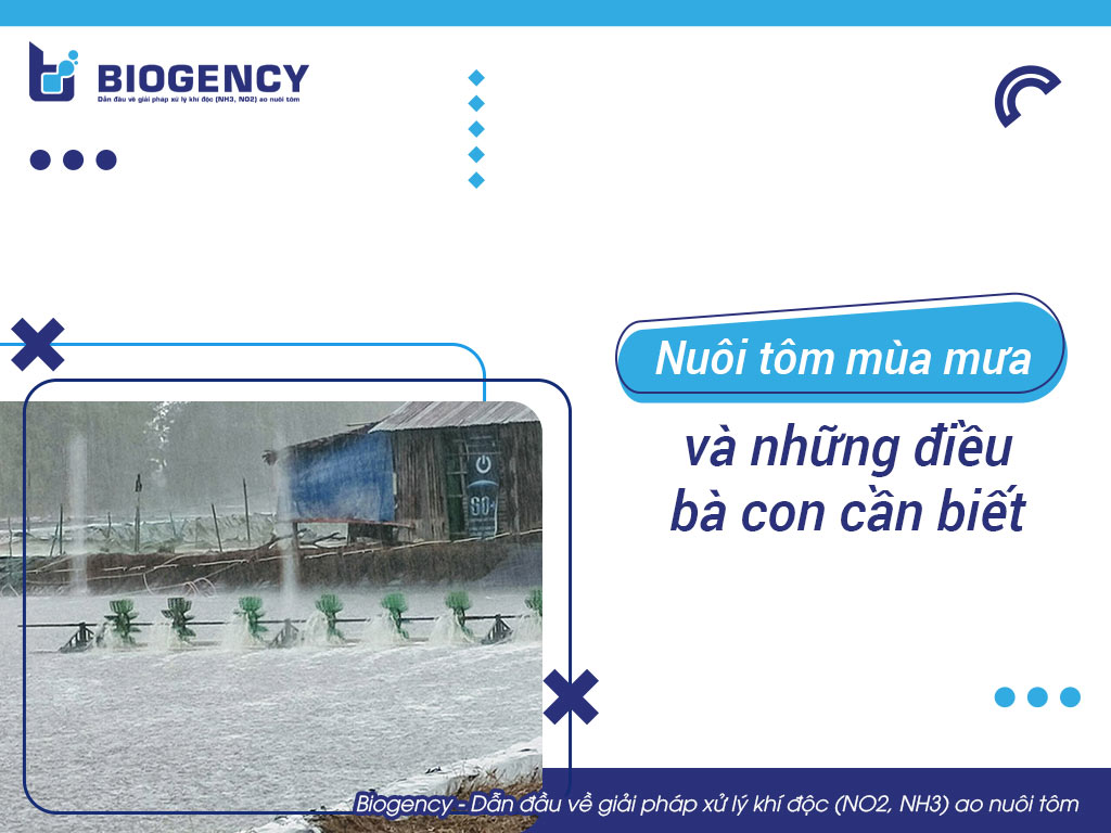 Nuôi tôm mùa mưa và những điều bà con cần biết