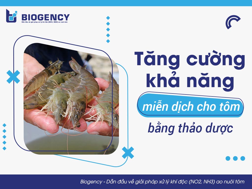 Tăng cường khả năng miễn dịch cho tôm bằng thảo dược
