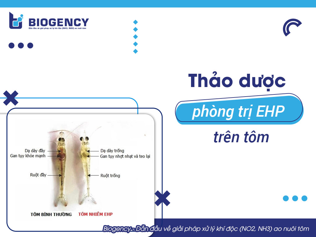 Thảo dược phòng trị EHP trên tôm