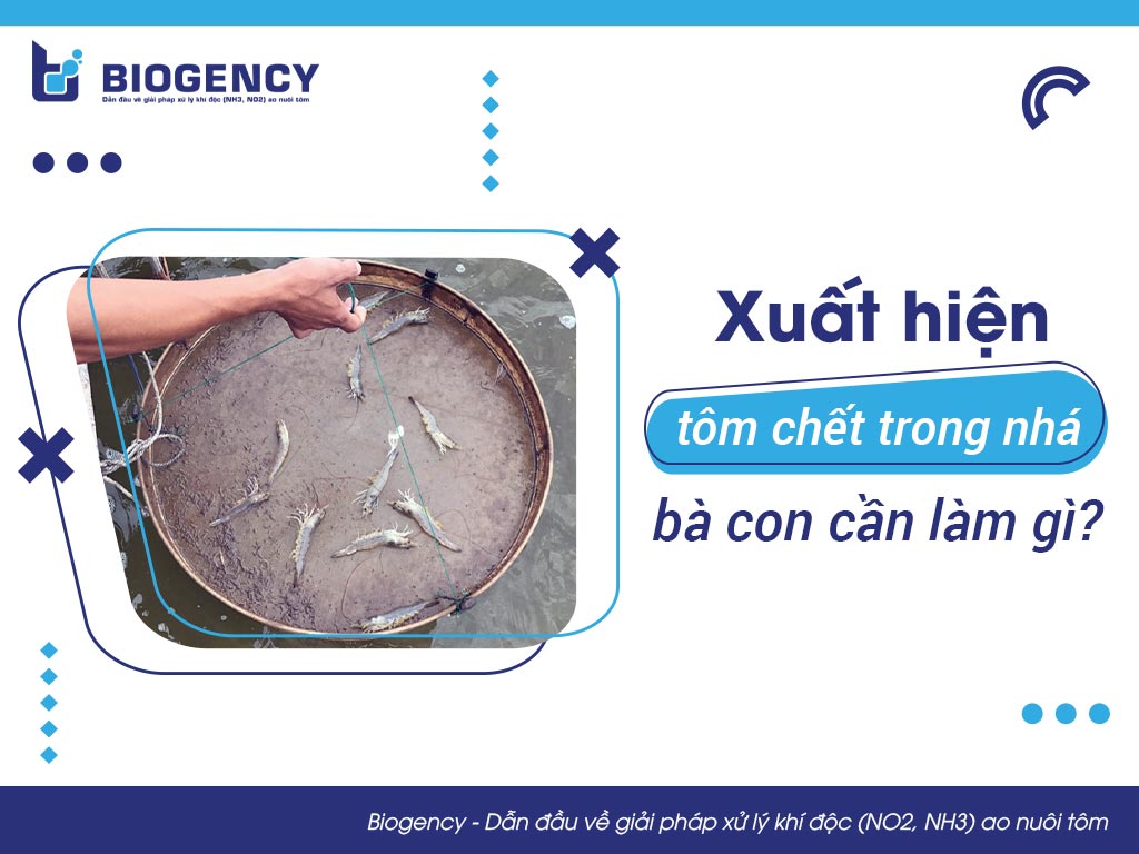 Xuất hiện tôm chết trong nhá, bà con cần làm gì?