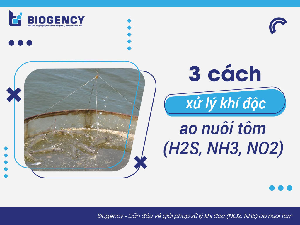 3 cách xử lý khí độc ao nuôi tôm (H2S, NH3, NO2)