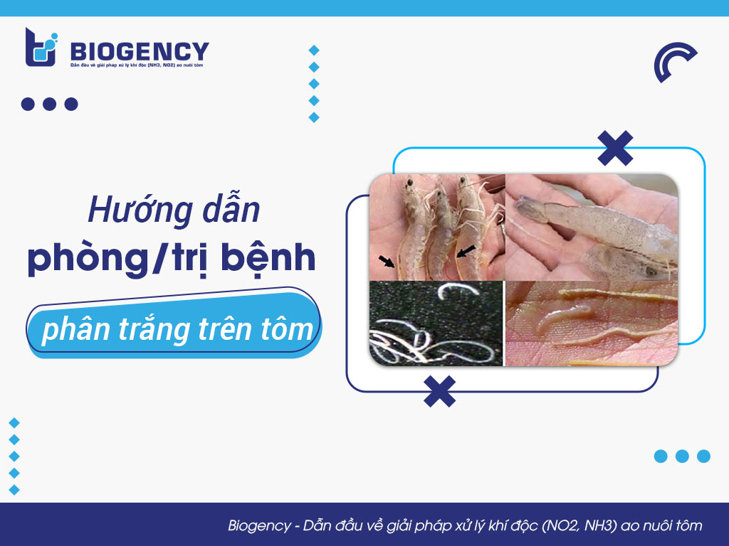 Hướng dẫn phòng/trị bệnh phân trắng trên tôm