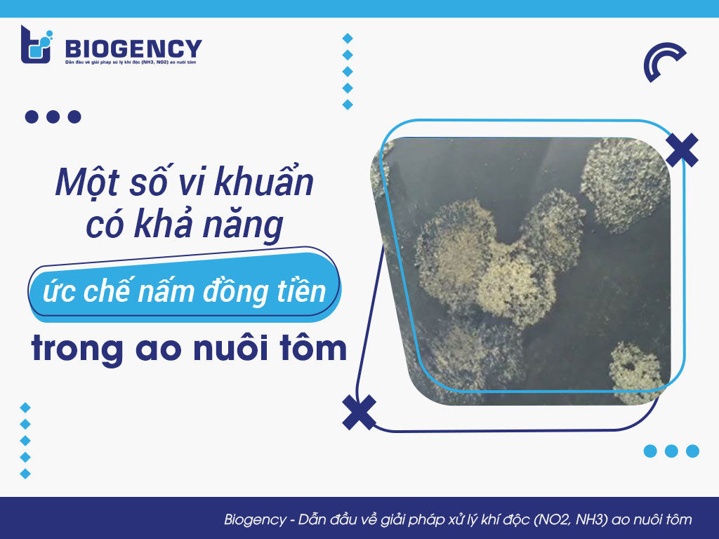 Một số vi khuẩn có khả năng ức chế nấm đồng tiền trong ao nuôi tôm