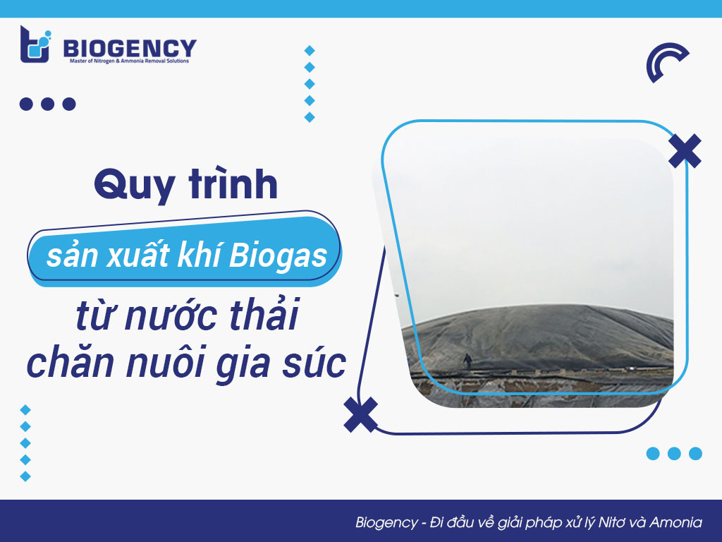 Quy trình sản xuất khí Biogas từ nước thải chăn nuôi gia súc