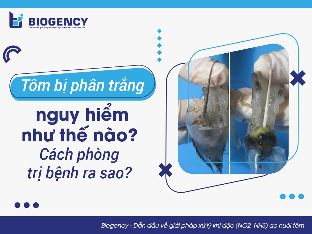 Tôm bị phân trắng nguy hiểm như thế nào? Cách phòng trị bệnh ra sao?