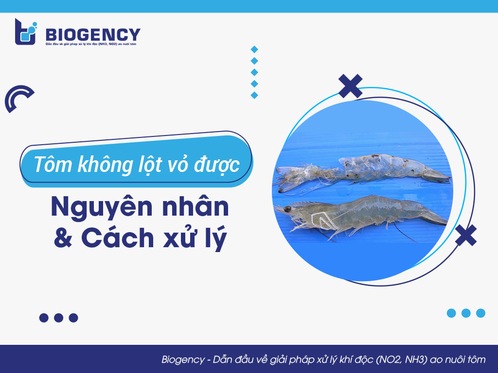 Tôm không lột vỏ được: Nguyên nhân và cách xử lý 