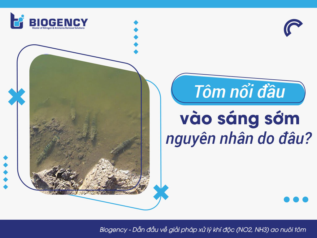 Tôm nổi đầu vào sáng sớm, nguyên nhân do đâu?