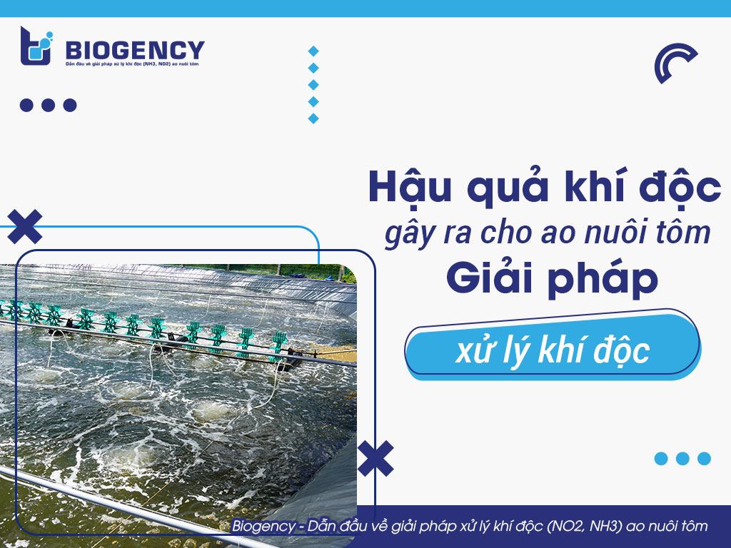 Hậu quả khí độc gây ra cho ao nuôi tôm & Giải pháp xử lý khí độc