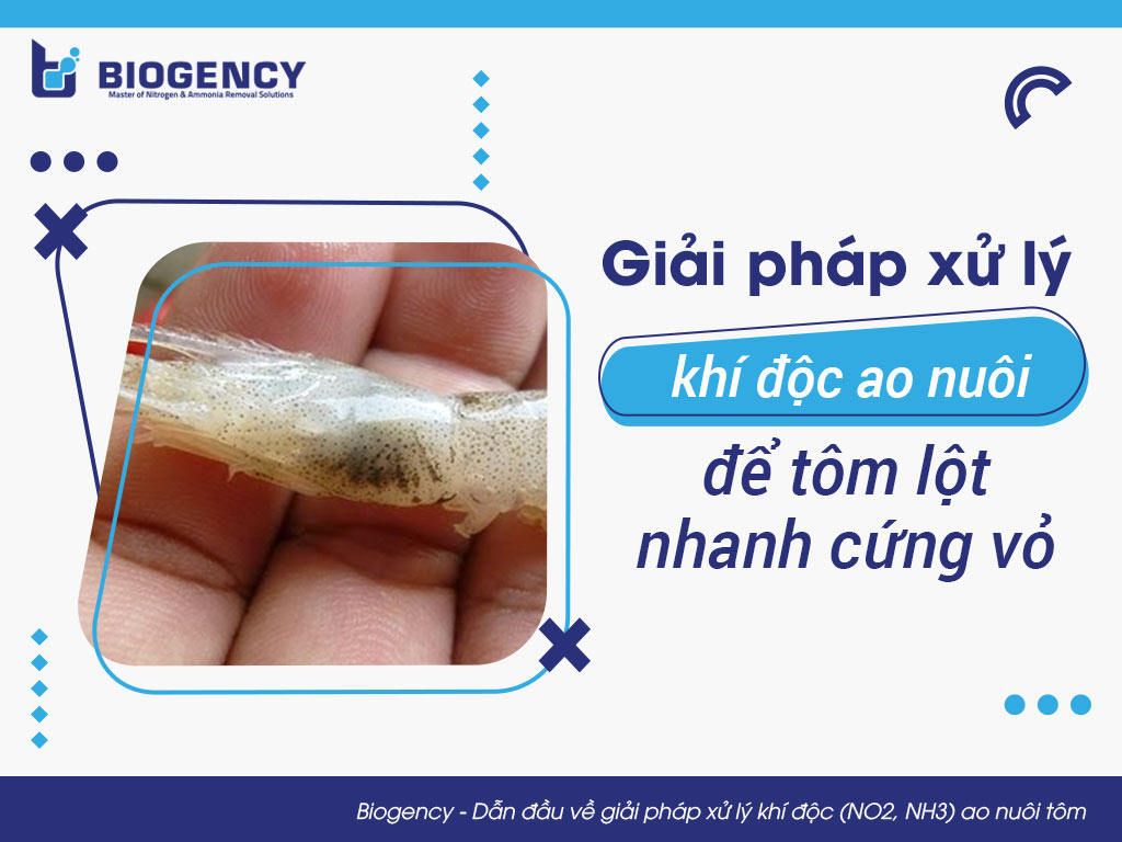 Giải pháp xử lý khí độc ao nuôi để tôm lột nhanh cứng vỏ