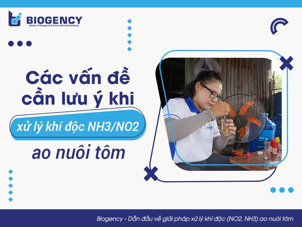 Các vấn đề cần lưu ý khi xử lý khí độc NH3/NO2 ao nuôi tôm