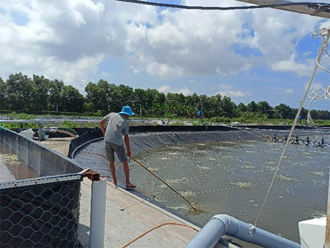 [Farm anh Tạ Đức Nghĩa, Bạc Liêu] Sử dụng Microbe-Lift xử lý nước cho diện tích ao tôm 5200m2