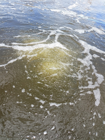 [Farm anh Tạ Đức Nghĩa, Bạc Liêu] Sử dụng Microbe-Lift xử lý nước cho diện tích ao tôm 5200m2