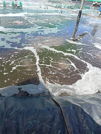 [Farm anh Tạ Đức Nghĩa, Bạc Liêu] Sử dụng Microbe-Lift xử lý nước cho diện tích ao tôm 5200m2