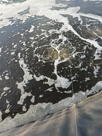 [Farm anh Tạ Đức Nghĩa, Bạc Liêu] Sử dụng Microbe-Lift xử lý nước cho diện tích ao tôm 5200m2