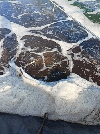 [Farm anh Tạ Đức Nghĩa, Bạc Liêu] Sử dụng Microbe-Lift xử lý nước cho diện tích ao tôm 5200m2