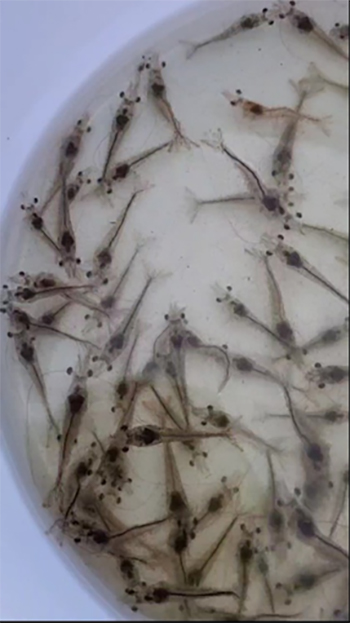 [Farm anh Tạ Đức Nghĩa, Bạc Liêu] Sử dụng Microbe-Lift xử lý nước cho diện tích ao tôm 5200m2