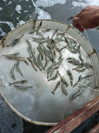 [Farm anh Tạ Đức Nghĩa, Bạc Liêu] Sử dụng Microbe-Lift xử lý nước cho diện tích ao tôm 5200m2