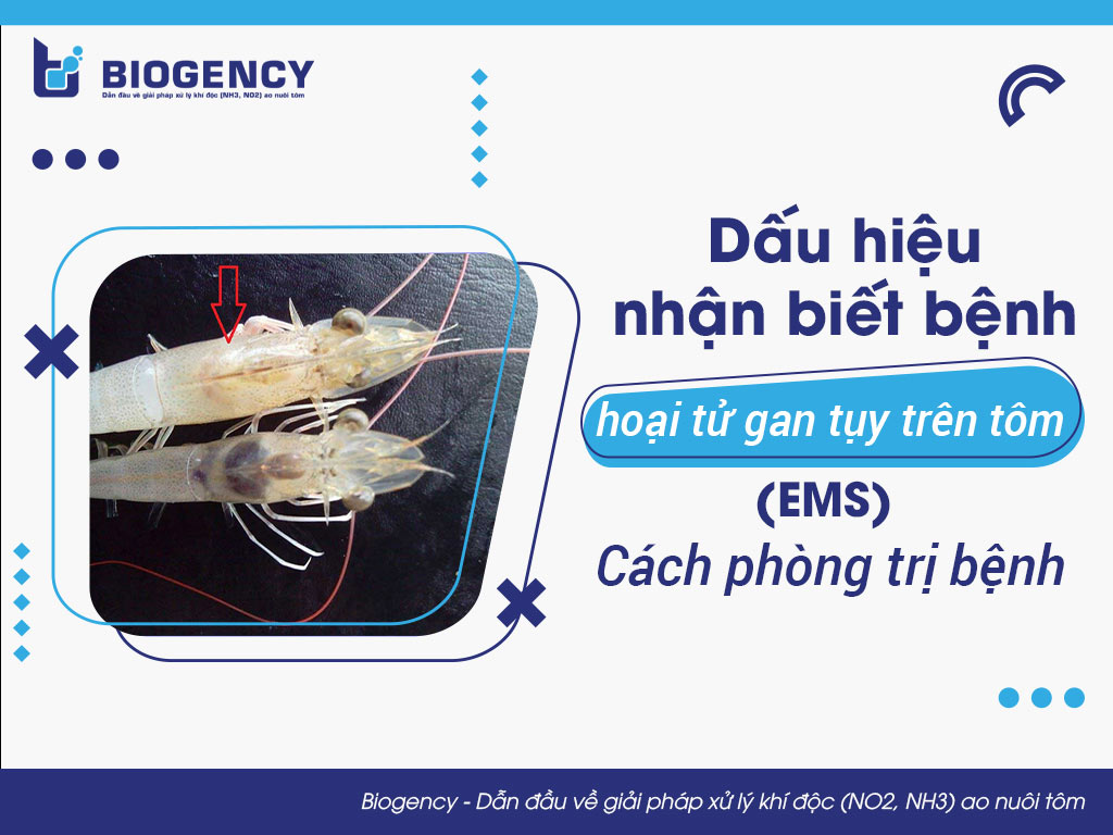 Dấu hiệu nhận biết “bệnh hoại tử gan tụy trên tôm (EMS)” và cách phòng trị bệnh