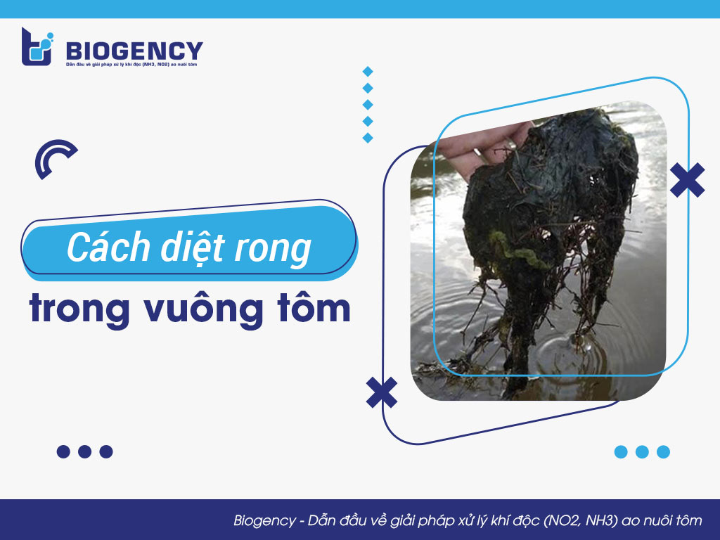 Cách diệt rong trong vuông tôm