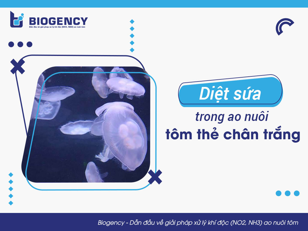 Diệt sứa trong ao nuôi tôm thẻ chân trắng