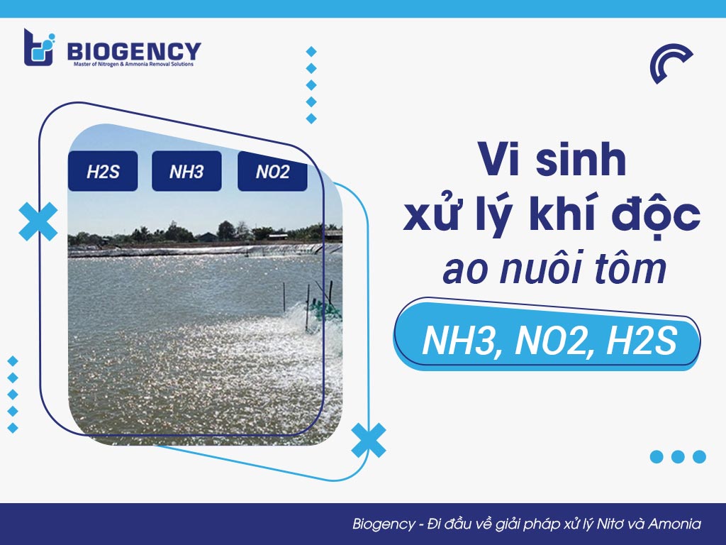 Vi sinh xử lý khí độc ao nuôi tôm: NH3, NO2, H2S