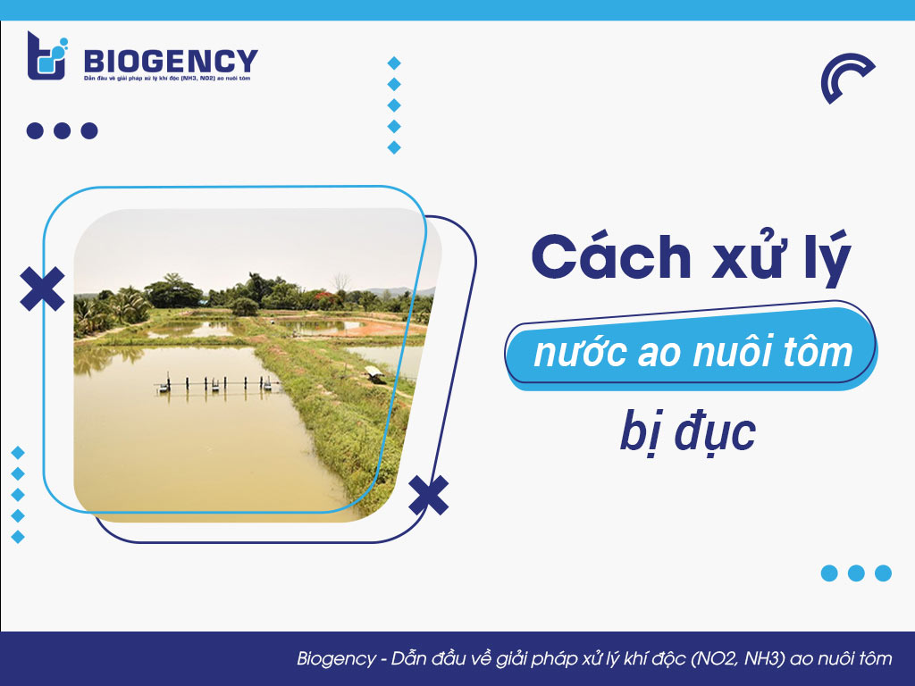 Cách xử lý nước ao nuôi tôm bị đục 