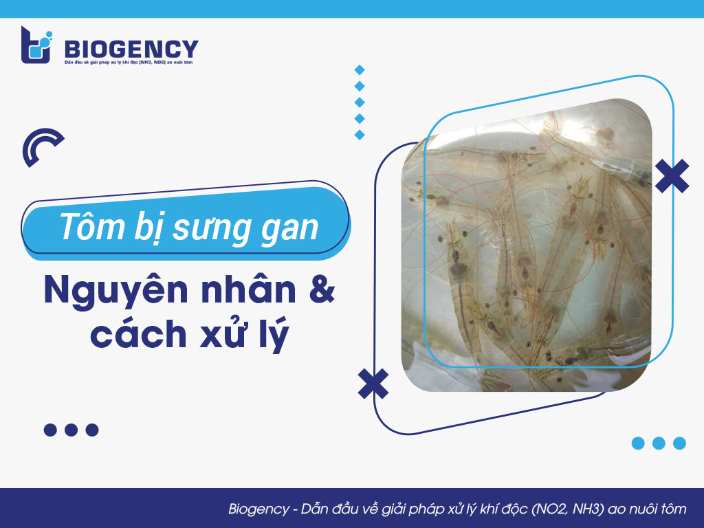 Tôm bị sưng gan: Nguyên nhân và cách xử lý