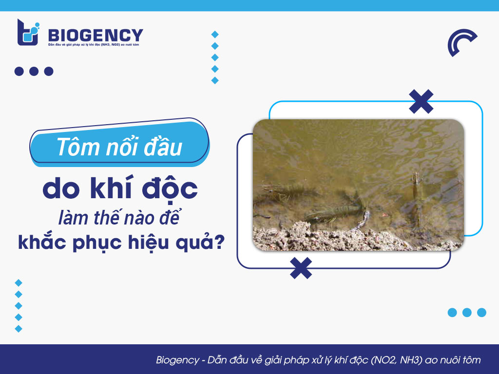 Tôm nổi đầu do khí độc, làm thế nào để khắc phục hiệu quả?