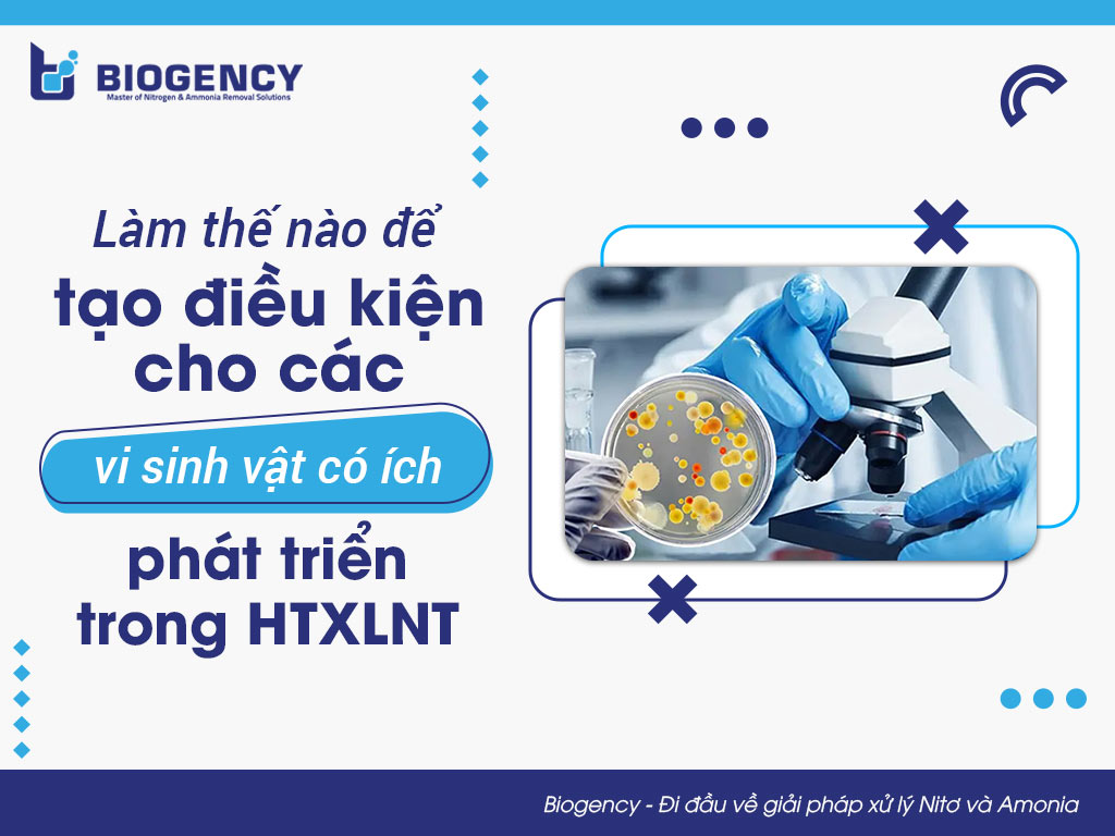 Làm thế nào để tạo điều kiện cho các vi sinh vật có ích phát triển trong HTXLNT?