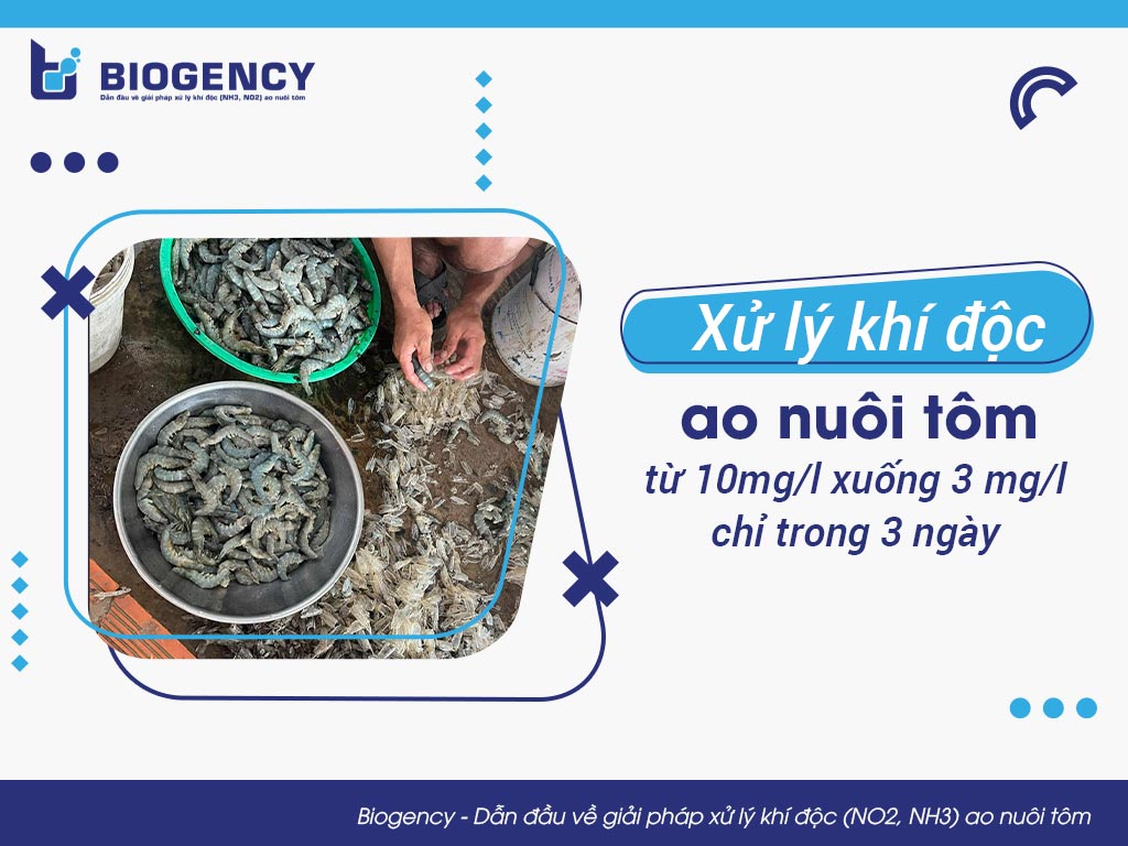 Xử lý khí độc ao nuôi tôm từ 10mg/l xuống 3 mg/l chỉ trong 3 ngày