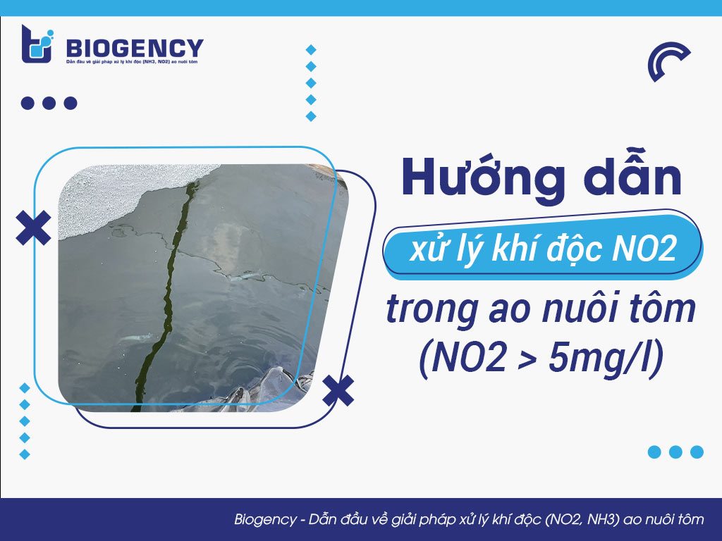 Hướng dẫn xử lý khí độc NO2 trong ao nuôi tôm (NO2 > 5mg/l)