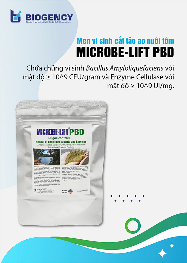 Microbe-Lift PBD: Men vi sinh cắt tảo ao nuôi tôm an toàn, hiệu quả Microbe-Lift PBD: Men vi sinh cắt tảo ao nuôi tôm an toàn, hiệu quả