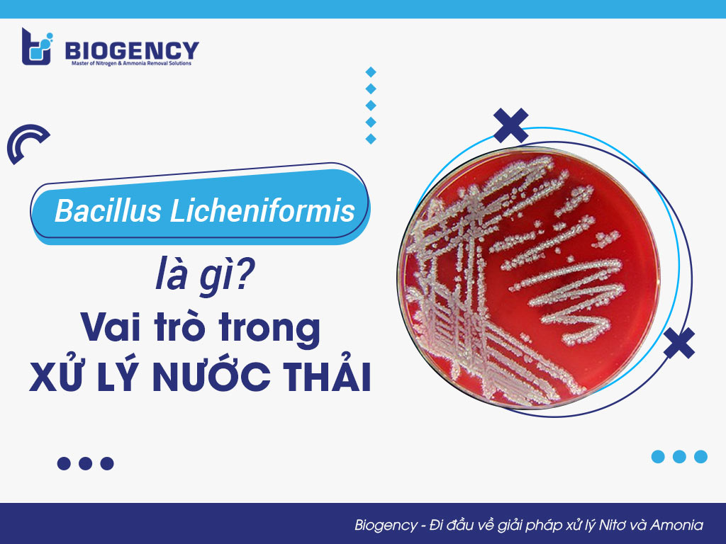Bacillus Licheniformis là gì? Vai trò trong xử lý nước thải