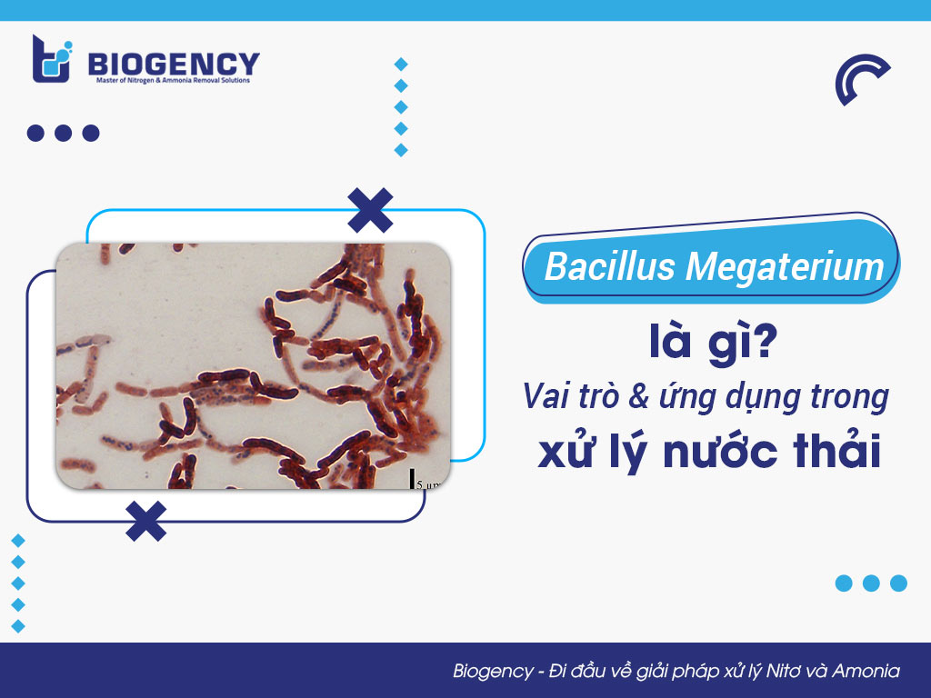 Bacillus Megaterium là gì? Vai trò và ứng dụng trong xử lý nước thải