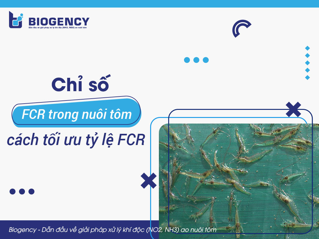 Chỉ số FCR trong nuôi tôm và cách tối ưu tỷ lệ FCR