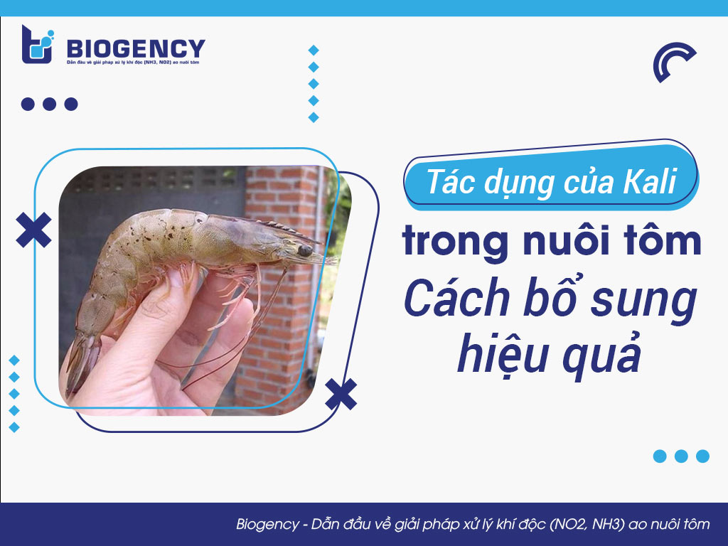 Tác dụng của Kali trong nuôi tôm & Cách bổ sung hiệu quả