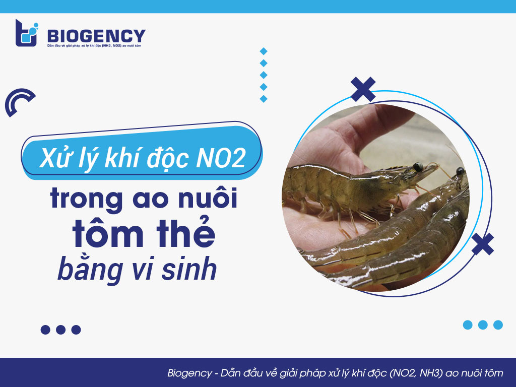 Xử lý khí độc NO2 trong ao nuôi tôm thẻ bằng vi sinh 