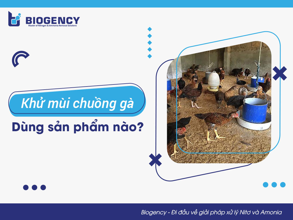 Khử mùi chuồng gà dùng sản phẩm nào?